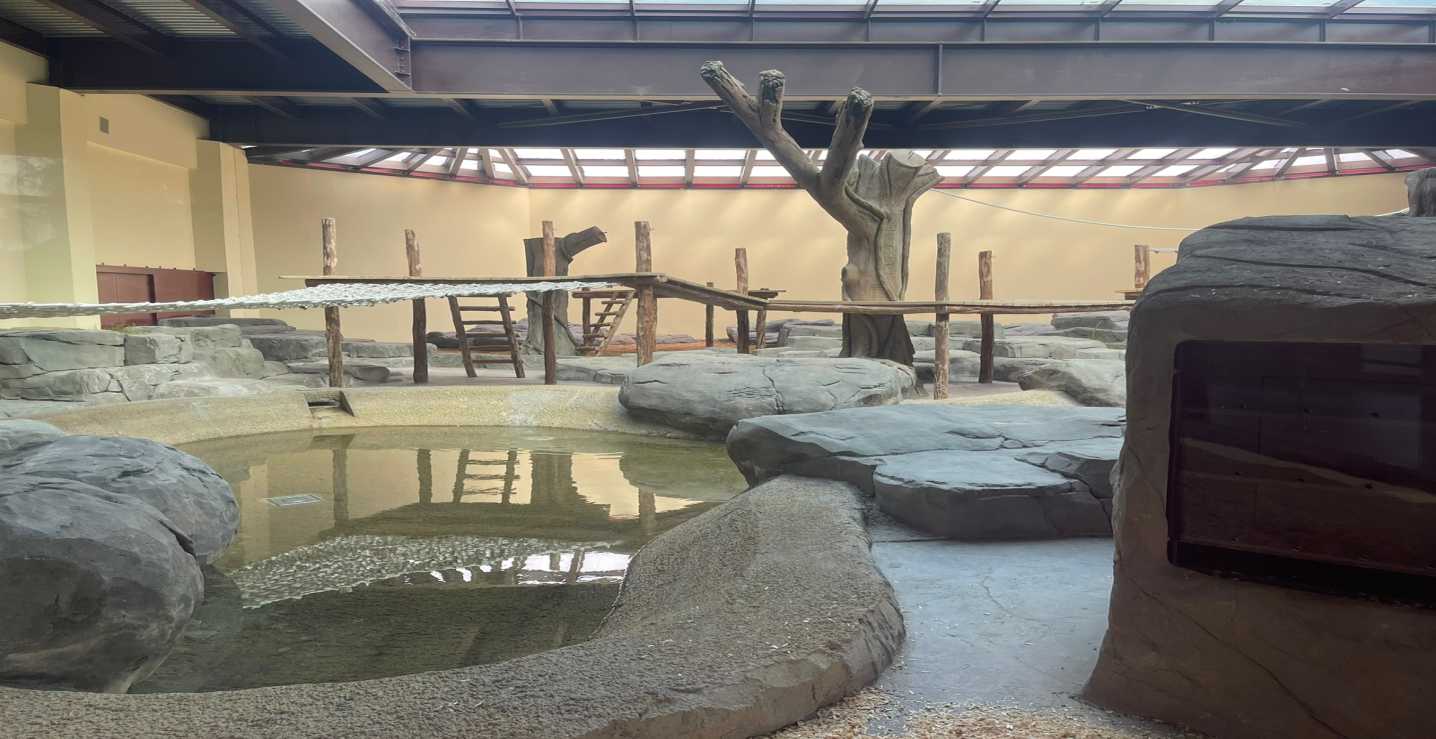 Artificial rockwork and climbing features in Dubai Safari Park's gorilla indoor enclosure
